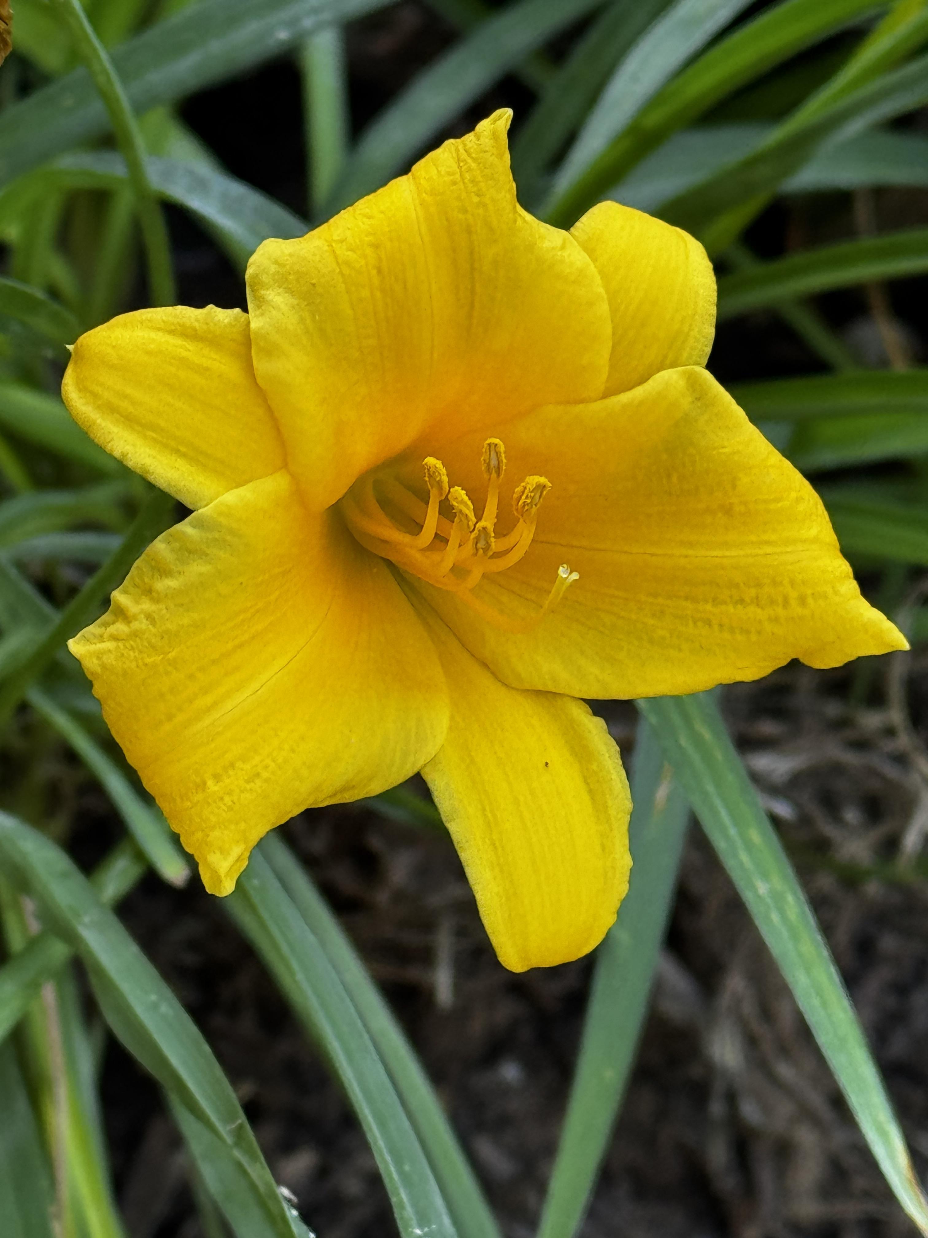 A more compact flower and plant, this buttery yellow daylily is called "Stella D'Oro" and is another one frequently massed along roadsides in my area.  As it is smaller, the beds look very dense, and is one of my favorites.  Plus the color is spectacular.

This plant makes me want popcorn.  Long, thin, pointed green leaves in the background.
