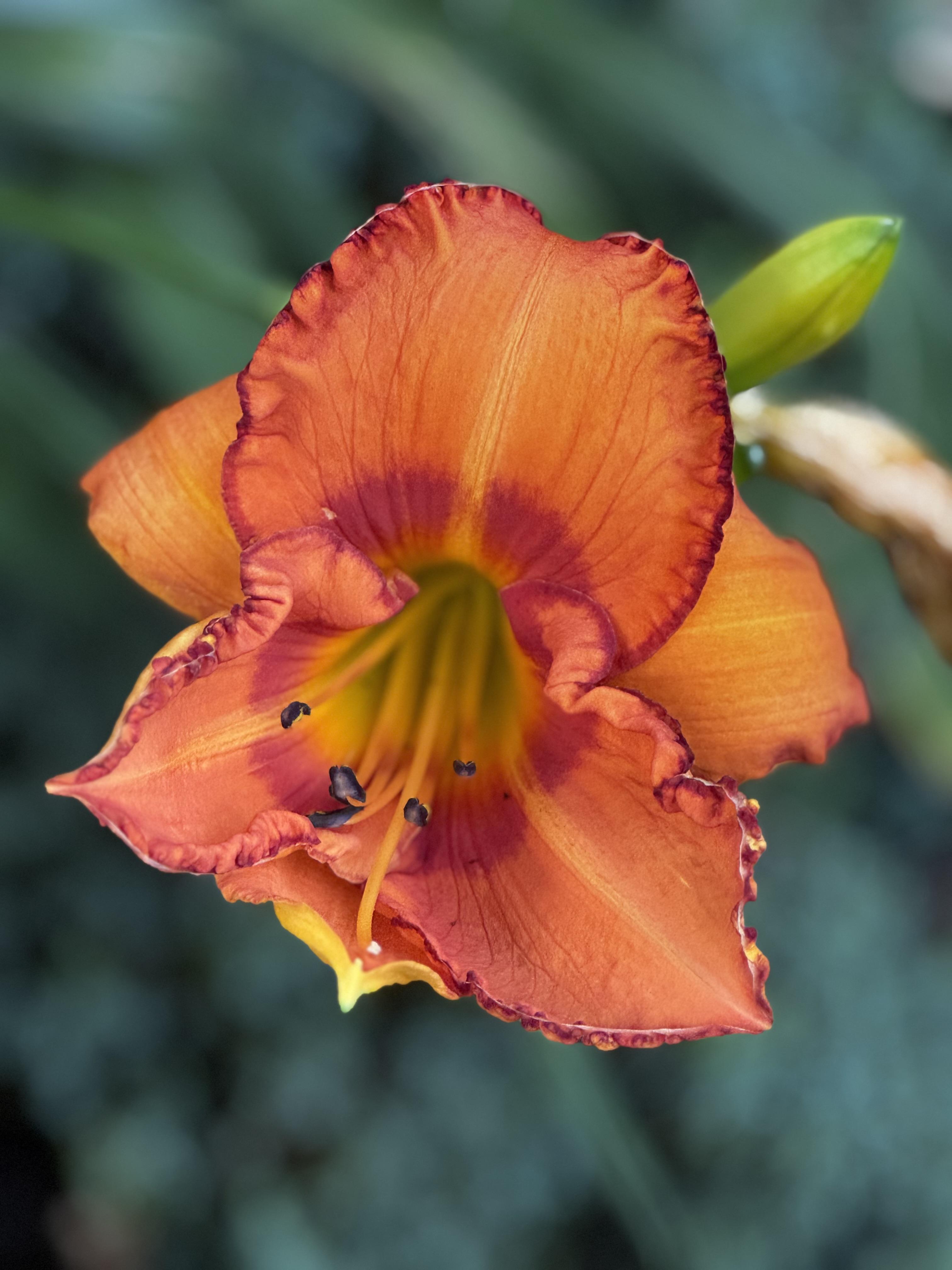 "Tyger River" a very dark red-orange with a red throat and ruffle, in a compact shape looking very unlike today's other bloom.  Getting redundant on the varietals, sorry about that.
