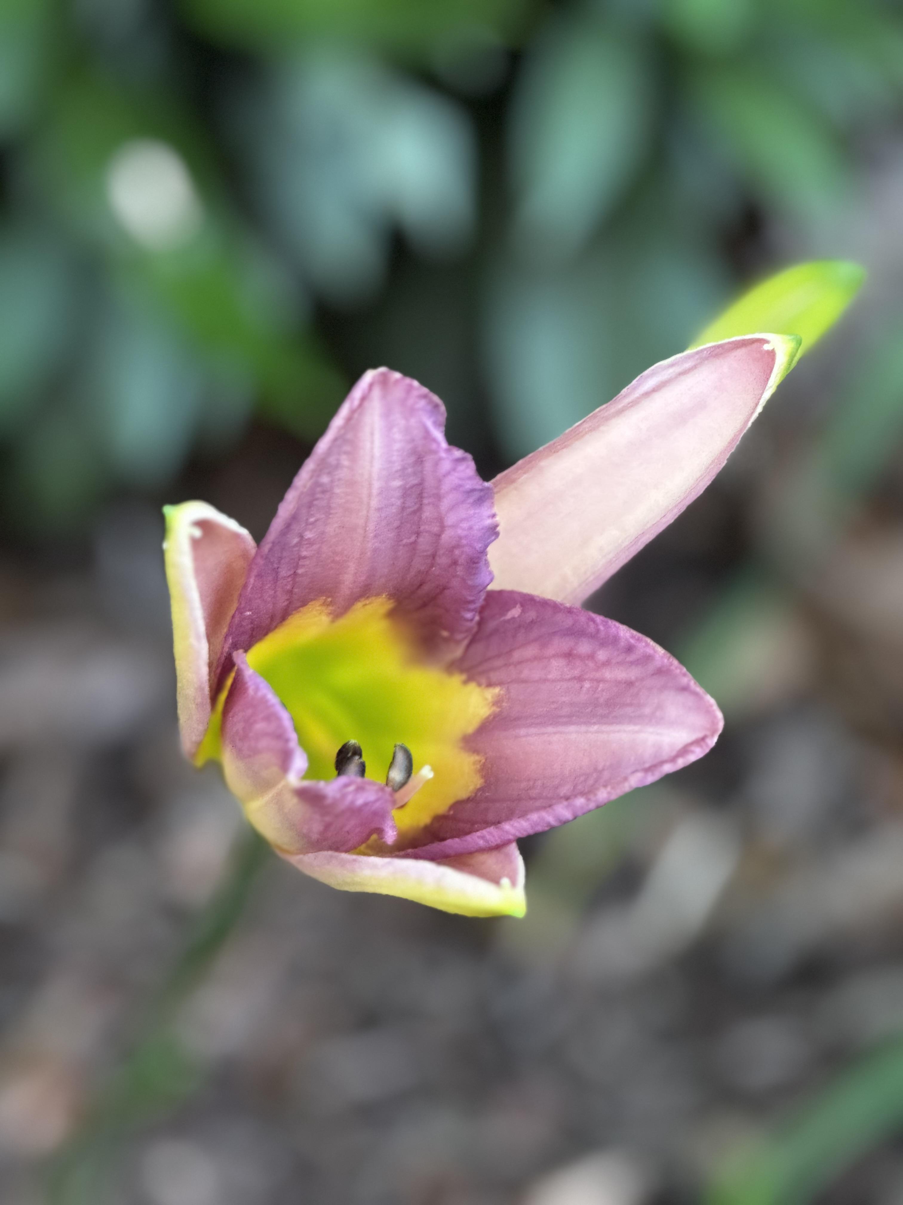 Here's an "Alien Twinkle" as it is just beginning to open for the morning.  It is a pretty light purple, with a vivid yellow-lime green throat.  At this stage they always remind me of a baby bird, awaiting that worm.  But prettier.