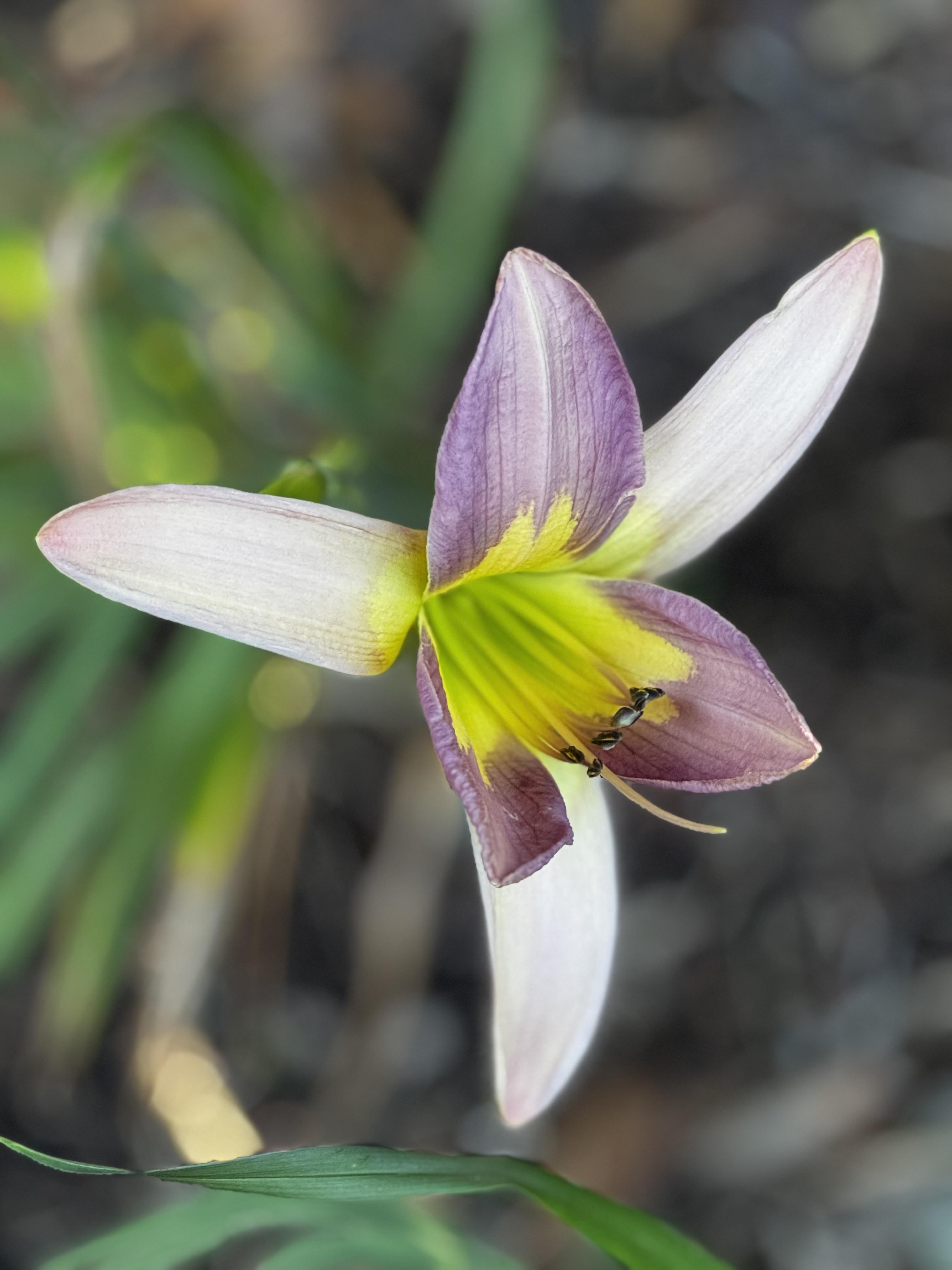"Alien Twinkle" day lily, with a very propeller-looking blossom, and 3 white and 3 purple petals, with a vigorous greenish throat.  It is not completely open, as I have no patience at all.