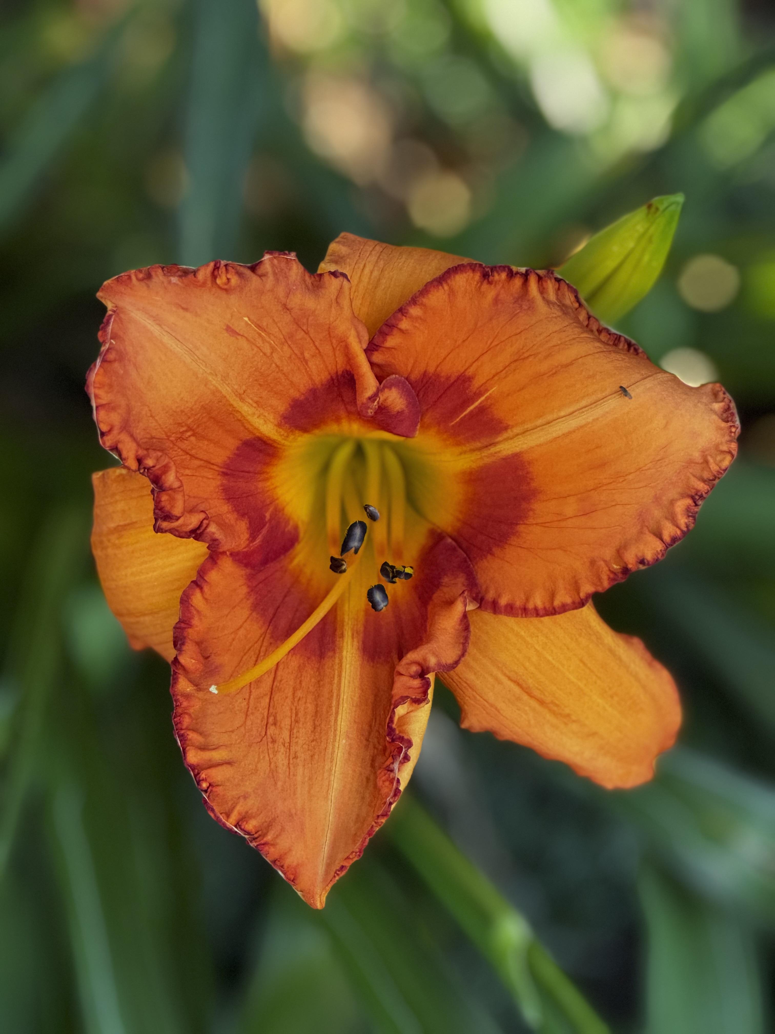 Again, the "Tyger River" variety, which is a super-saturated orange/red flower, a real show-stopper if one could see it past the huge pile of mulch delivered last Monday which no one will be doing anything with until next week.  Sigh...