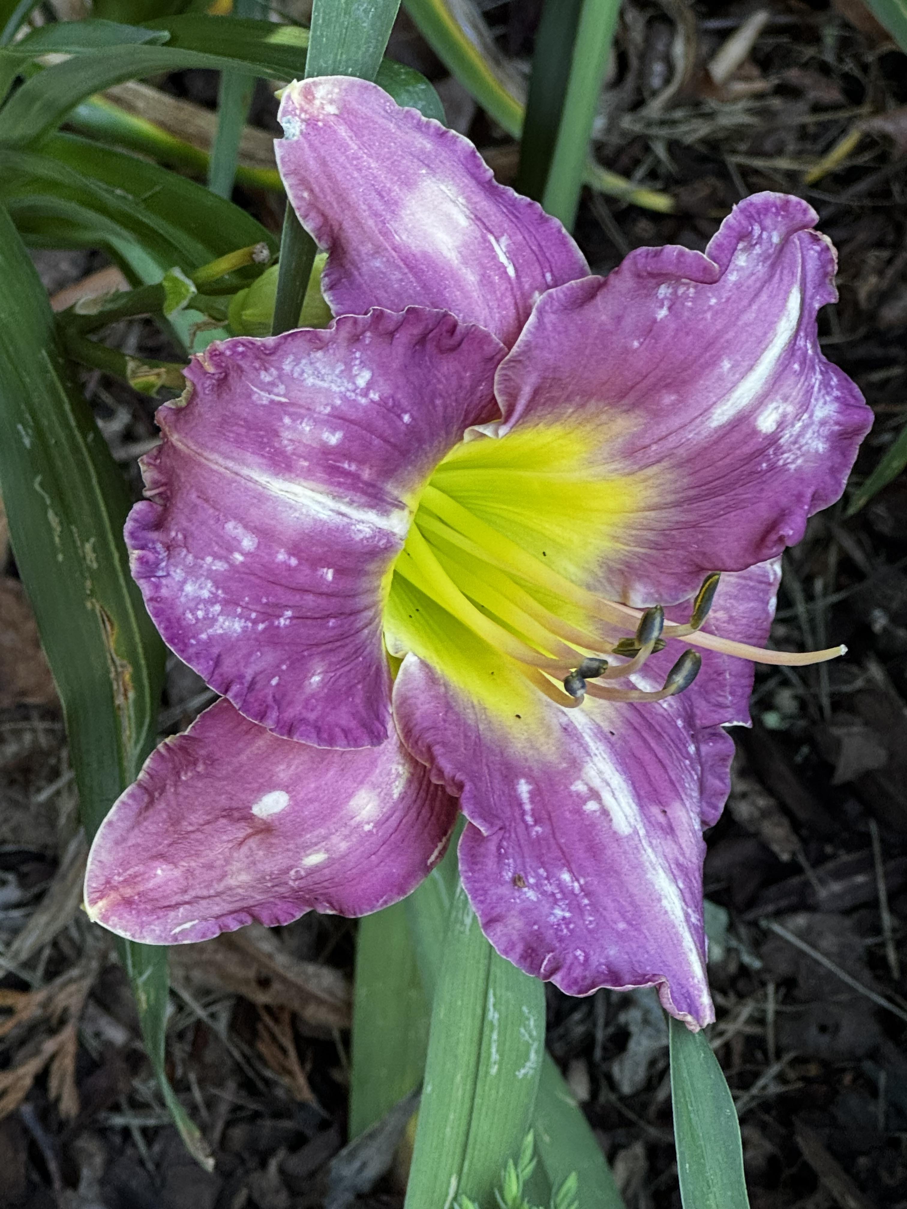 The "Into The Woods" day lily, which is a mostly purple flower, again with a lime green throat, and speckled with white on the ruffled tips, and a white line down the 3 inner petals.  It looks a bit sickly, but I think that is the desired color.  This plant is prolific this year, I've had more blossoms on it than any other, and you're getting to see one a day, like it or not.