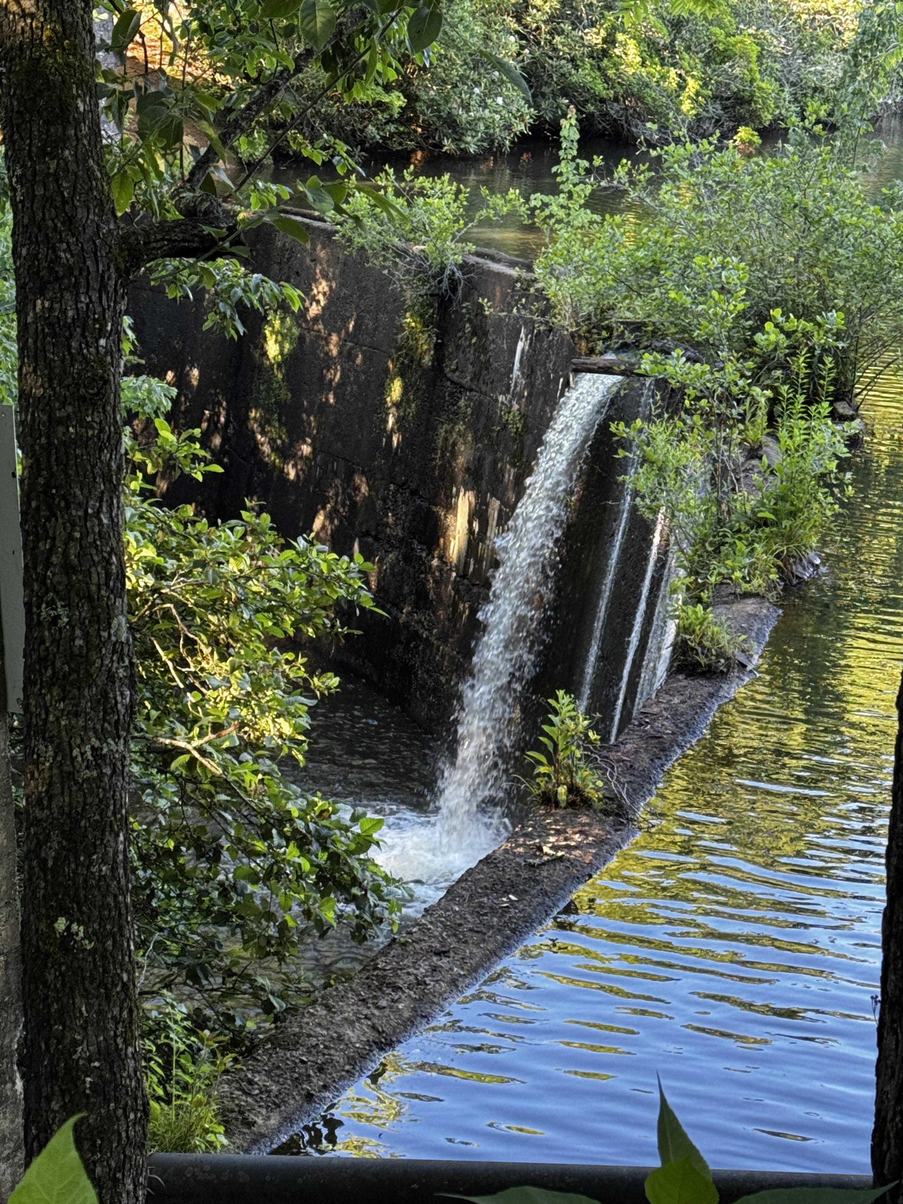 The small spillway from the damn at the lake down into Bent Creek, lowering the water level a good 25 feet.  Some trees and bushes are in the foreground, and most of the area is still in shade as this is about 9AM and the area is ringed by large trees.