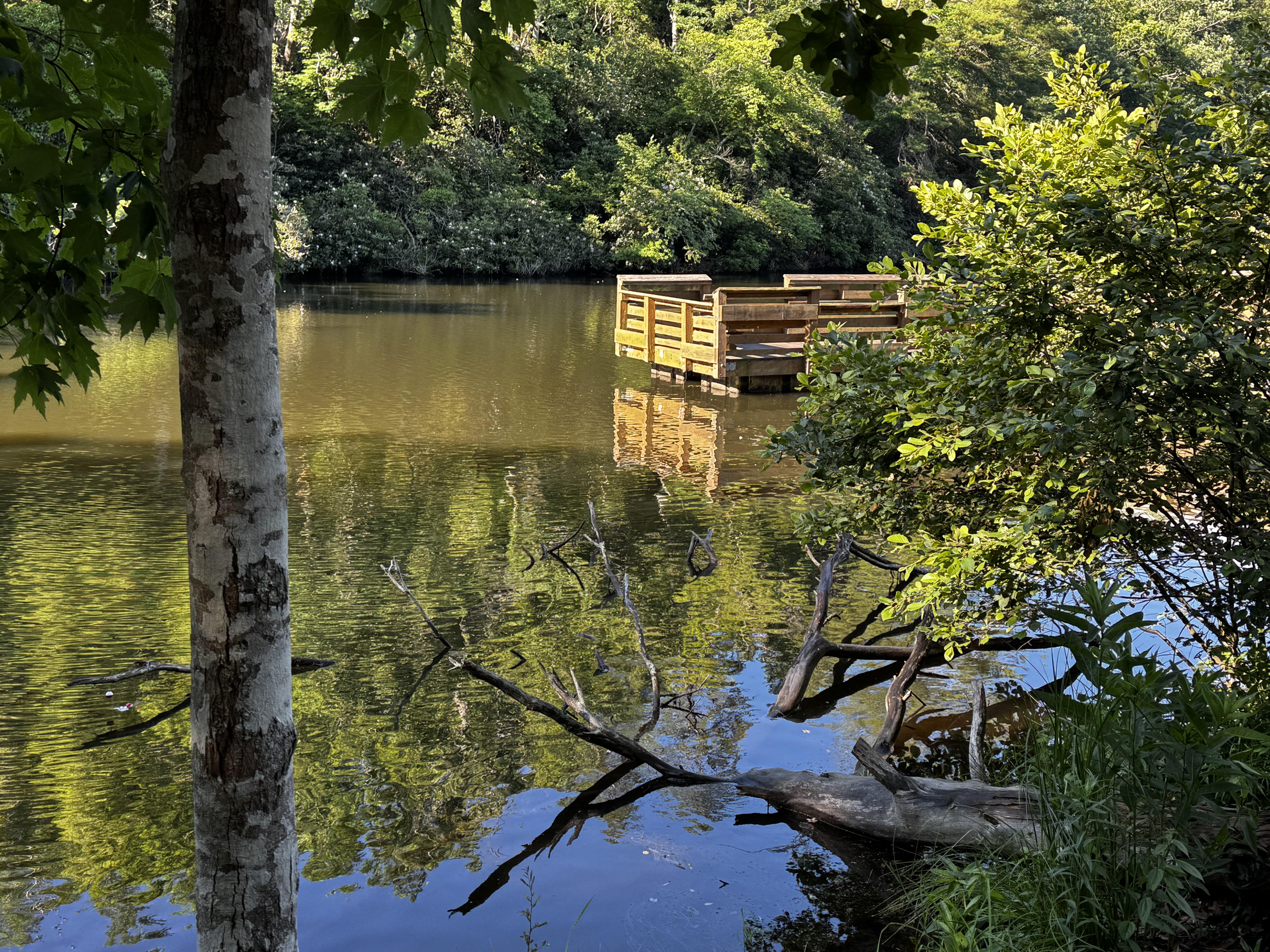The wooden fishing dock is peeking out from behind some covering bushes, about halfway out into this narrow end of the lake, quite close to the dam (which is out of the shot, to the left)  The info board specified 6 different fish stocked in the lake, but no one was out this early.