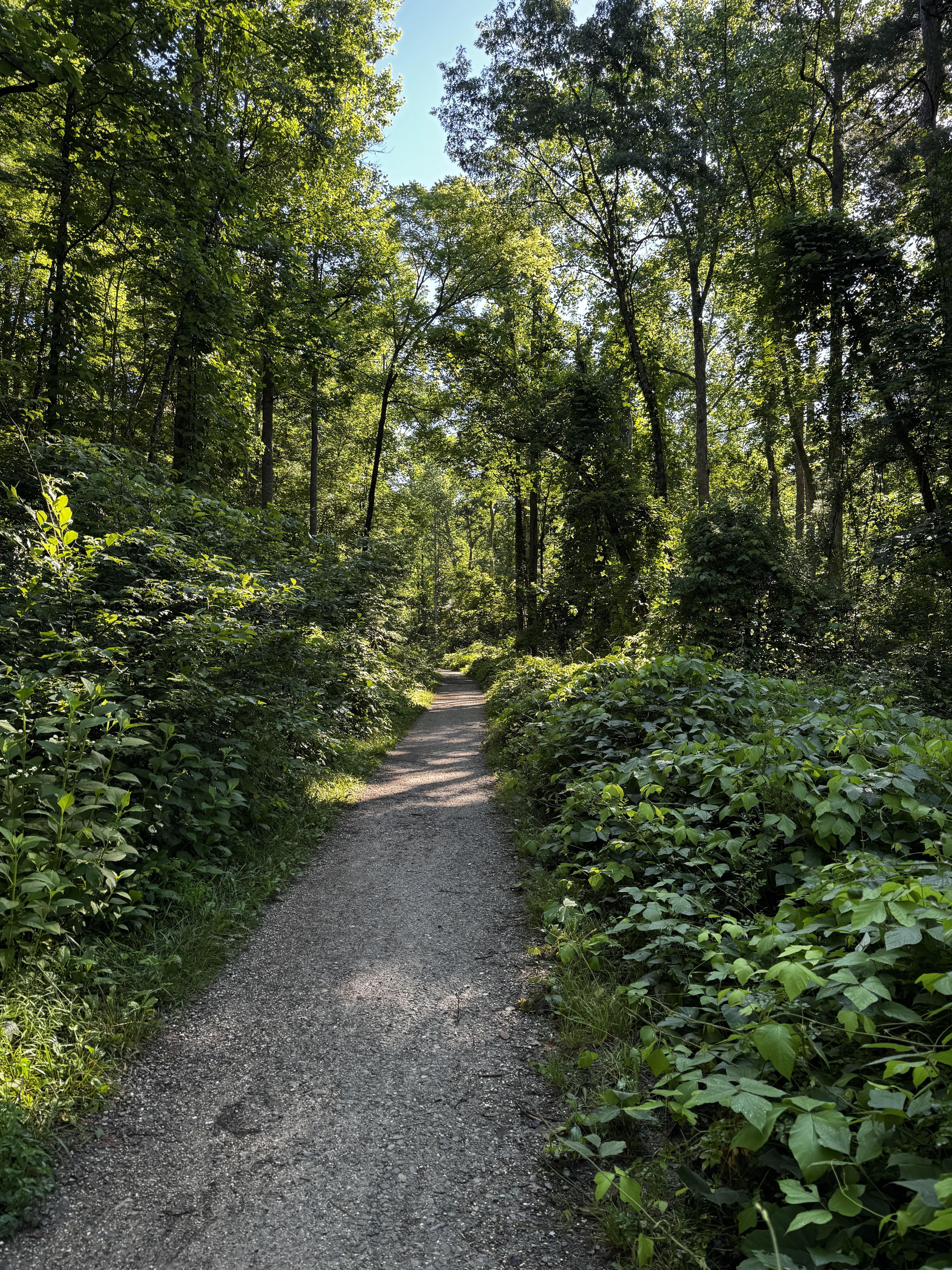 On the return leg of the walk, wish we could start earlier, but the Arb doesn't open until 8AM.  Even being the first ones out, there is a lot of company by the time we get partway back.  Five miles roundtrip, and we're not fast, so about 1.5 hours.  I'd really like to start at 6:30 this time of year...

A muddy trail with some crushed rock runs through an area of dense trees.  Bushes and overgrowth line both sides, and if you look closely you can see much of it is kudzu, trying to overtake the entire area.  This is still outside of the Arboretum property, with Bent Creek invisible on the right.