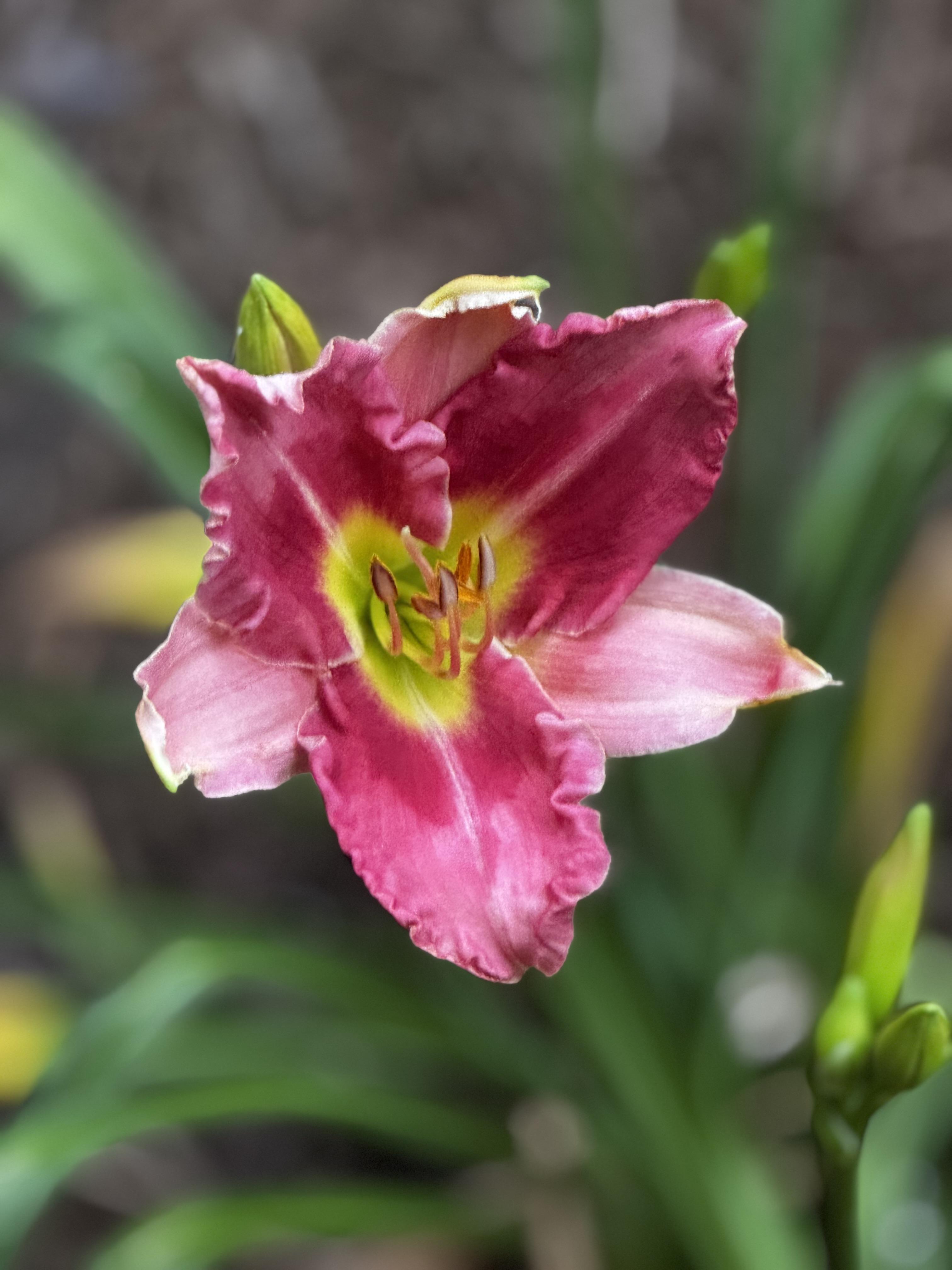 Description from the grower: "The large blooms of Runway Fashion are saturated rose pink with a darker, glowing pink eye and a ruffled edge of glowing pink over a gold to green throat. Makes a spectacular clump and pictures do not do this one justice! The scapes have three-four way branching and 17-23 buds."

I'm just glad it's survived so far.
