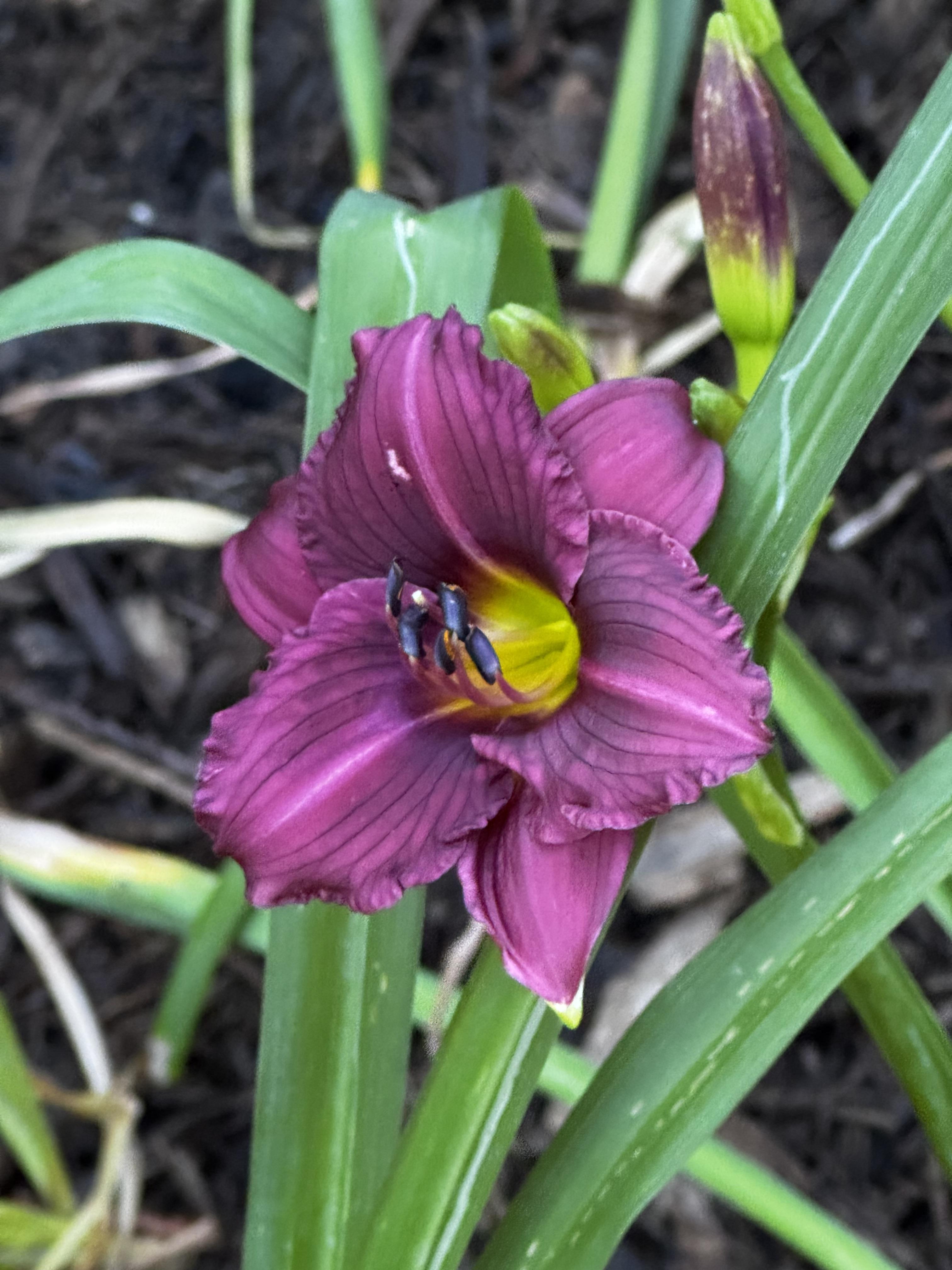 A cousin of the common stella d'Oro yellow daylily, this nice deep purple bloom is short to look good in the front of a mass planting, has ruffled purple edges, and a small green throat.  It still has a lot of green leaves, so I'm hoping it decides to bloom again.

The petals are subtly striped in a darker purple as well.  We didn't get a single bloom off this flower last year, so hopeful its new spot with all that sun will be a good thing.
