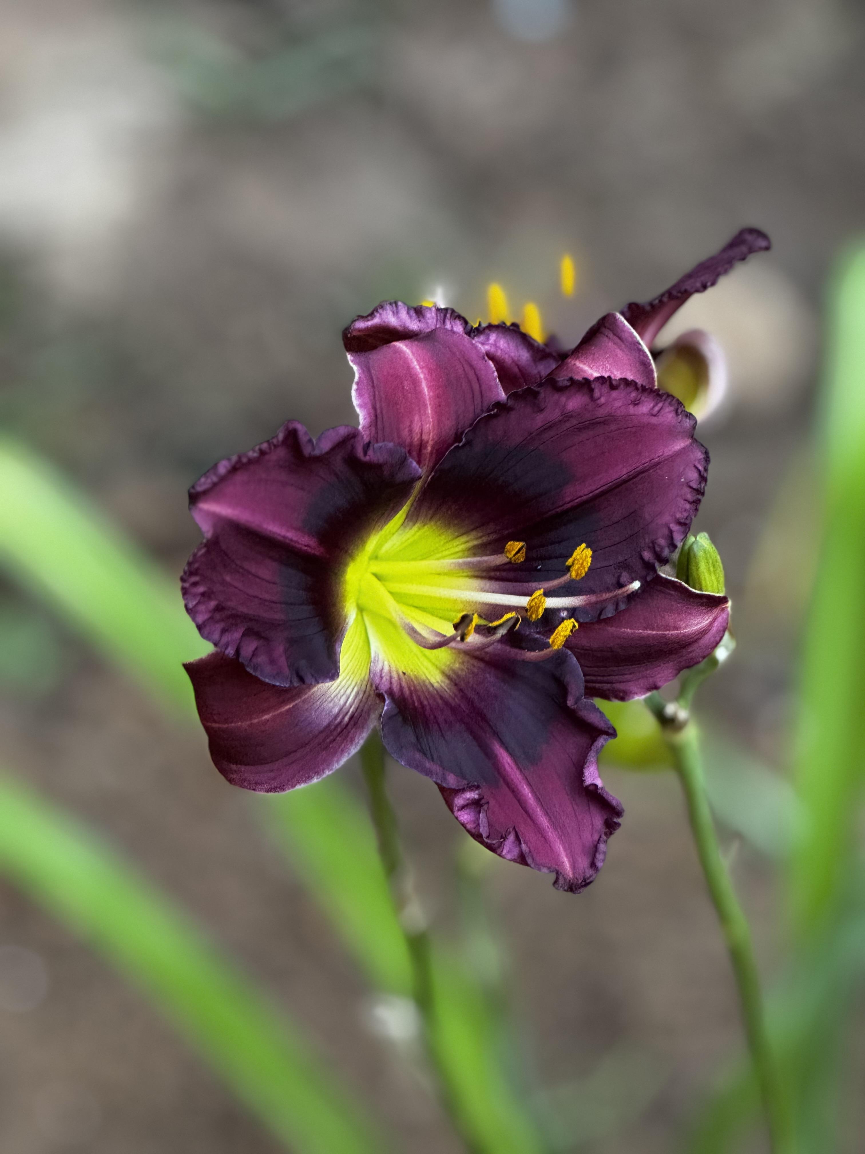 Also a purple, I think, but very dark and smoky, with a brighter yelllow/green throat.  These 2 blooms really don't look that much alike, and this new one is in a different area entirely, so I won't confuse these at least.

This purple also has ruffled edges, but the eye looks almost black before that shocking green throat.